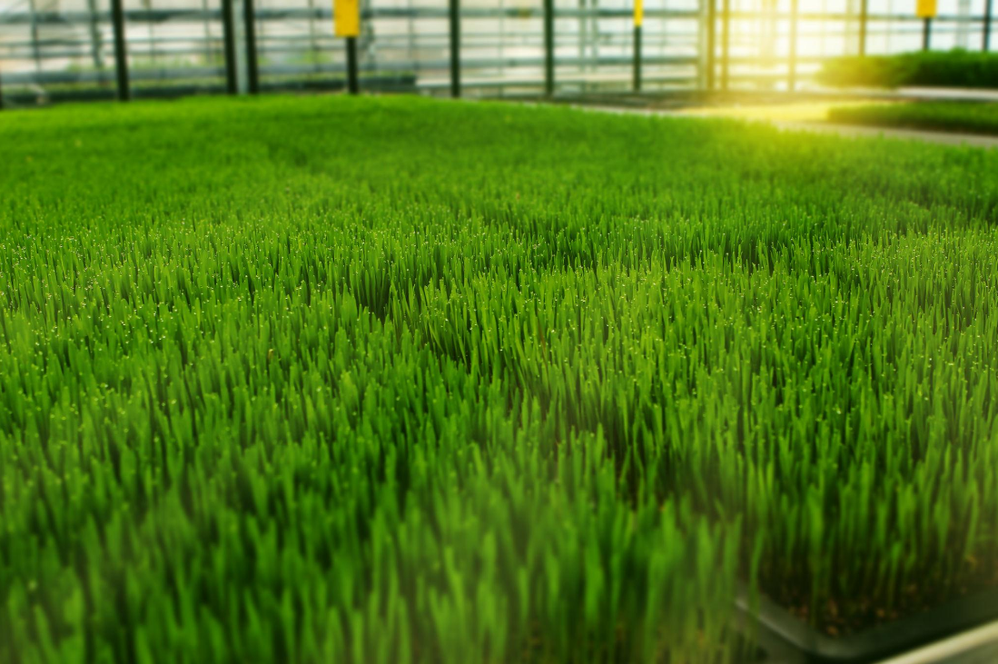 Organic Wheatgrass Powder–Chlorophyll-Rich Superfood for Clean Energy & Wellness